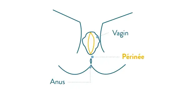 Schéma anatomique montrant le vagin, le périnée et l'anus, utile pour l'exercice périnée avant accouchement.