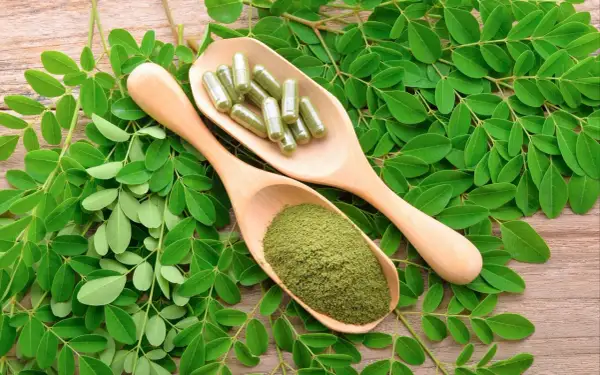 Feuilles de moringa, poudre et gélules sur cuillères en bois. Attention au danger du moringa, une consommation excessive peut être nocive.