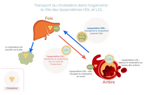 Le foie gère le bon et le mauvais cholestérol. Le HDL transporte le cholestérol vers le foie, le LDL le dépose dans les artères.