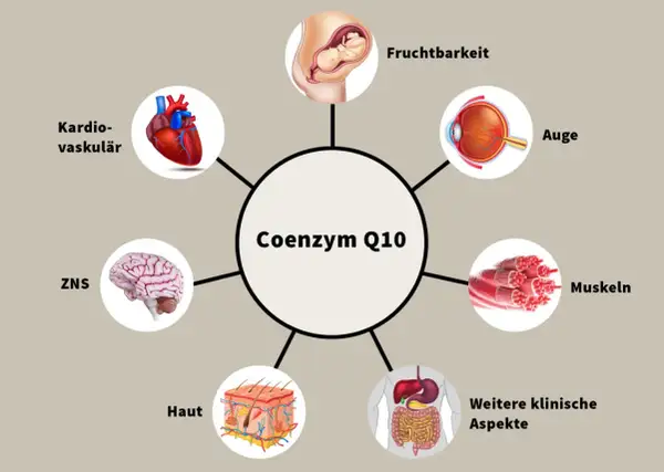 Schéma des coenzyme q10 bienfaits : cœur, cerveau, yeux, peau, muscles, fertilité, système digestif.