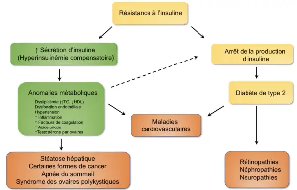 Schéma montrant comment la résistance à l'insuline mène à des anomalies métaboliques, puis à des maladies cardiovasculaires, ou à l'arrêt de la production d'insuline et au diabète de type 2.