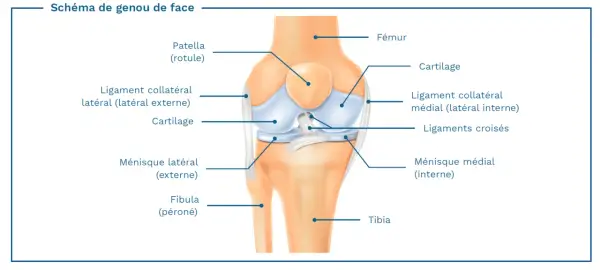 Schéma du genou de face, montrant le ligament collatéral latéral (externe), essentiel à la stabilité du tendon genou externe.