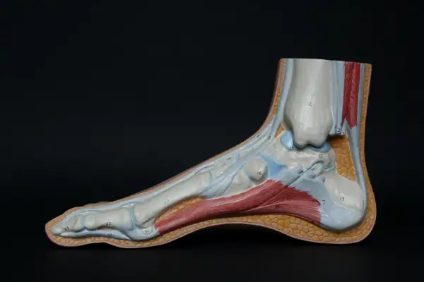 Modèle anatomique du pied montrant les muscles et tendons, utile pour comprendre l'inflammation de la voute plantaire.