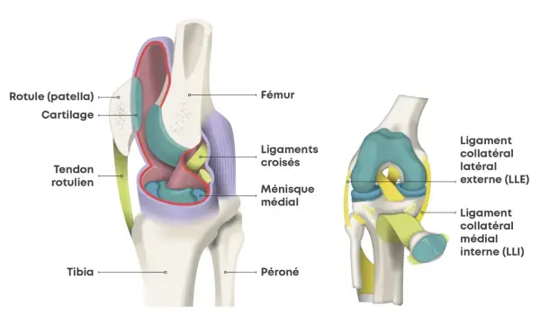 Anatomie du genou : fémur, rotule, tibia, péroné, ligaments croisés, ménisque, tendons. Utile pour comprendre une douleur genou suite choc sans gonflement.