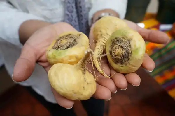 Mains tenant des racines de maca jaunâtres, certaines montrant des signes de pourriture, évoquant le danger de la maca mal conservée.