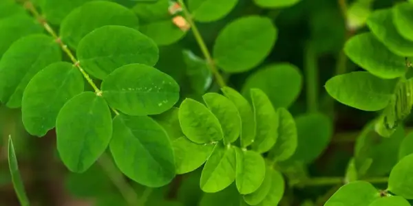 Feuilles vertes vibrantes d'une plante, peut-être une aide naturelle pour la ménopause et le sommeil.