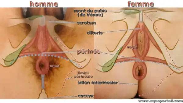 Anatomie comparée homme/femme. La partie entre les testicules et l'anus, chez l'homme, et entre le vagin et l'anus, chez la femme, s'appelle le périnée.