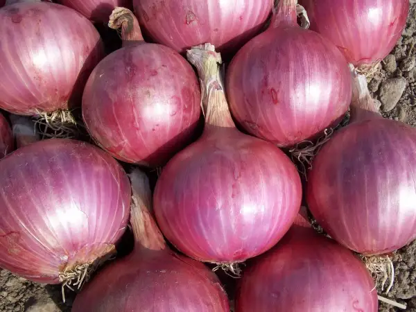 Gros plan sur des oignons rouges, parfaits pour découvrir les oignon rouge bienfaits. Ils sont prêts à être cuisinés.