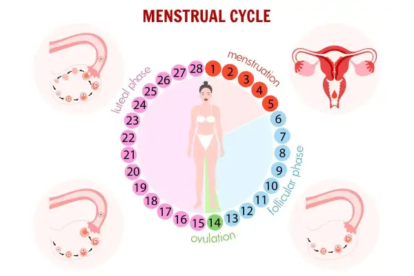 Schéma du cycle menstruel, montrant les phases et les ovaires. La phase lutéale, avec ses symptômes, est indiquée.