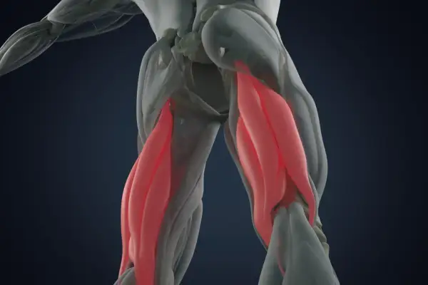 Anatomie des ischio-jambiers en rouge. Une blessure ischio-jambier : combien de temps pour guérir ?