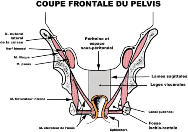 Coupe frontale du pelvis montrant le petit bassin anatomie, muscles, nerfs et structures viscérales.